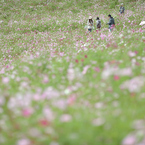 花めぐり