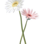 Gerbera