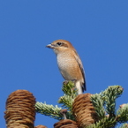 秋の里山で(モズの高鳴き)