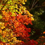 紅葉
