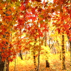 紅葉トレッキング V