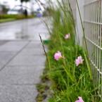 雨×みなとみらい