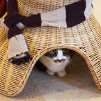 落ち着くにゃ～
