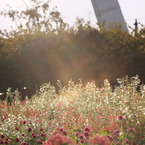 夕日を浴びる花畑