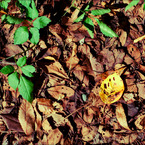 『 leaf 』(05)