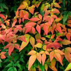 『 leaf 』(06)