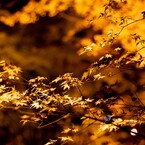 キラキラ・黄金色の秋模様