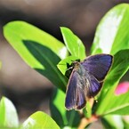 魅惑の紫、、。