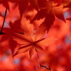 紅葉