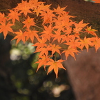 もみじ16
