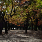 代々木公園_06