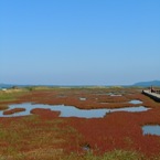 オホーツクのサンゴ草