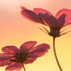 ♫Good morning