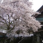 越中八尾～ 桜