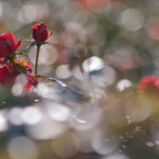 Takumar 135mm F2.5