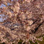 豊田川桜-2