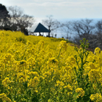 吾妻山公園_05