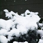 降り積もる雪・雪・雪