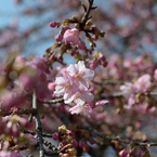 河津桜_代々木公園_05