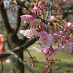 河津桜_代々木公園_06
