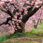 桜咲く小路