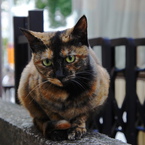 吉祥寺中道通り商店街猫
