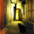 新宿ゴールデン街の猫