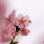 河津さくラ～ⅴ