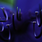 tsuno-macro