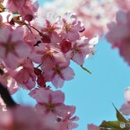 河津さくラ～ⅶ