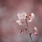 春の表情