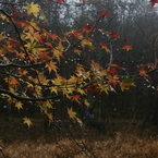 _MG_0019