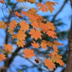 碧に映える黄楓