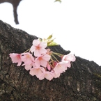 修善寺桜4