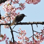修善寺桜5