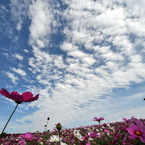 秋空と雲とコスモス