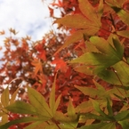 紅葉05