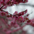 Ume_志水さんち#2