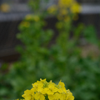 菜の花_志水さんち#1