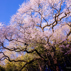 江戸彼岸桜