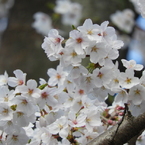 桜6