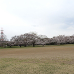 お花見20