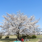 サクラ8