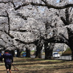 稲荷山公園・桜 3