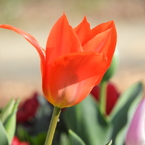 稲荷山公園・桜花壇4