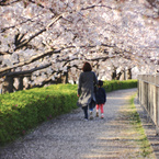 桜サンド