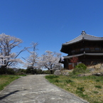 天岑寺桜1