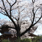 天岑寺桜8