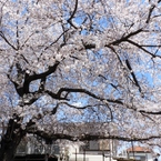 散歩道・桜4