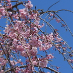 散歩道・枝垂れ桜4